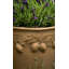 Zachariah Fiberglass Planter-14486338