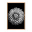 Nature Inspired Marigold by  - Picture Frame Photograph on Paper-131284589-131284511-81388028