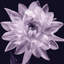 « white dahlia i », impression sur toile-1252343068-1337766924-1337742779