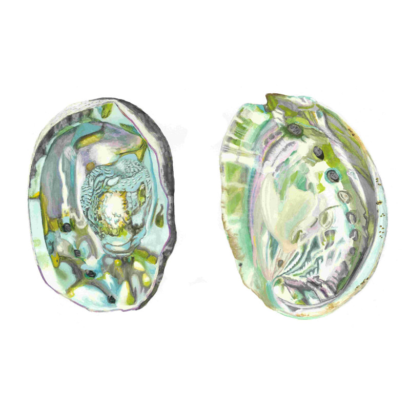 Abalone Shells II, H 24 po x l 36 po x P 1,25 po
