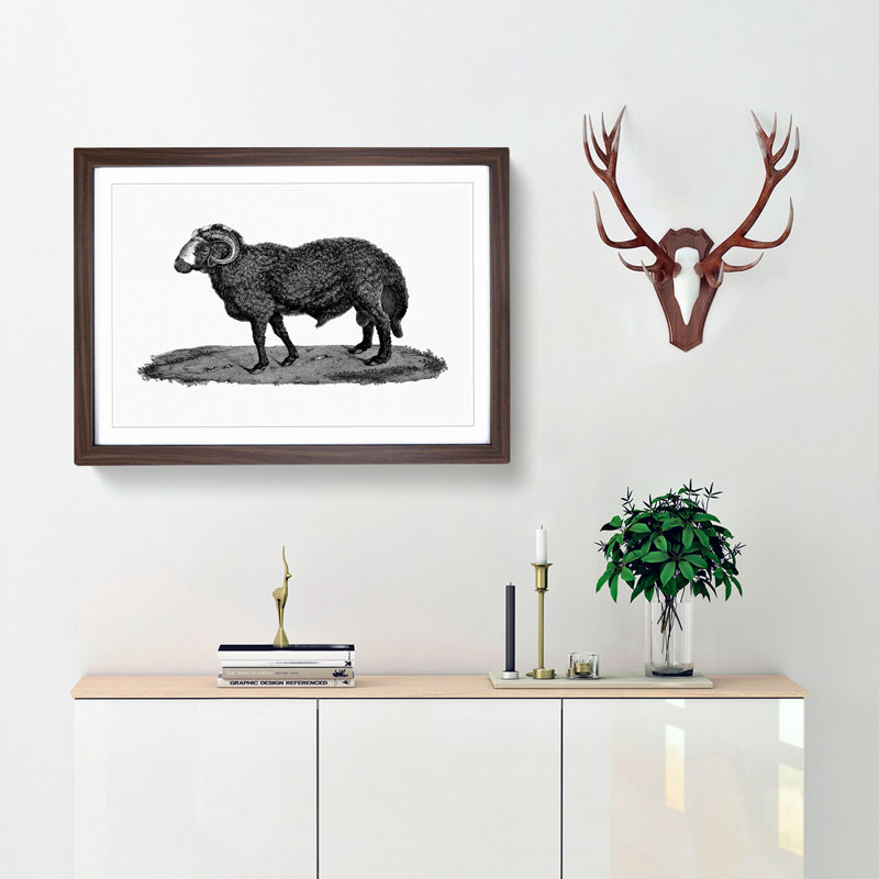 Sheep Illustration - Picture Frame Drawing Print, 48cm H x 65cm W x 2cm D, Walnut Framed