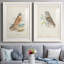 Hawk Owl - reproduction de cadre photo sur toile 2 pièces-569140938-569140941