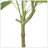 ARTIFICIAL PACHIRA MACROCARPA-1014235593