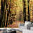 Sunshine Trail In Autumn Tree Park-88769509