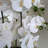Plastic, Silk Artificial Arrangement in Planter-88685042-88685039