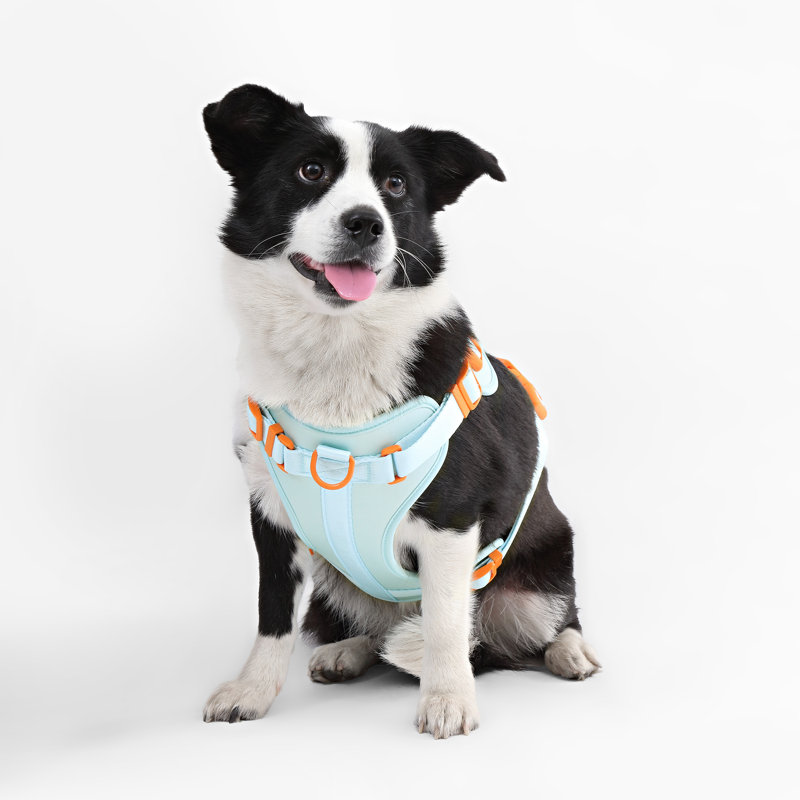 Harnais pour animal de compagnie Arlo, Bleu clair, Grand