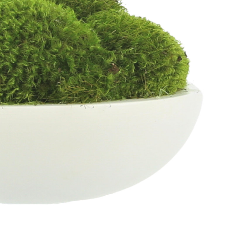 5" Artificial Moss Plant in Planter, 8" H x 14" W x 14" D