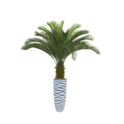 Cycadeau de Panama en pot