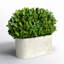 Alby Boxwood Topiary in Ceramic Pot