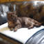 Lit pour chat PurrPadd-4558774