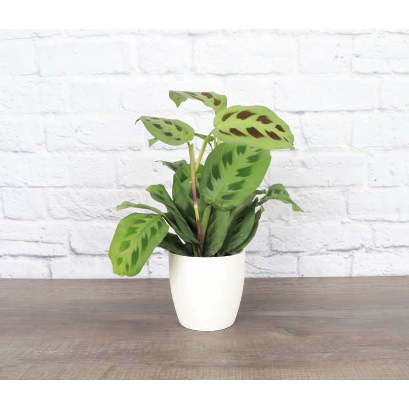 Live Green Prayer Plant in Classic Pot, White