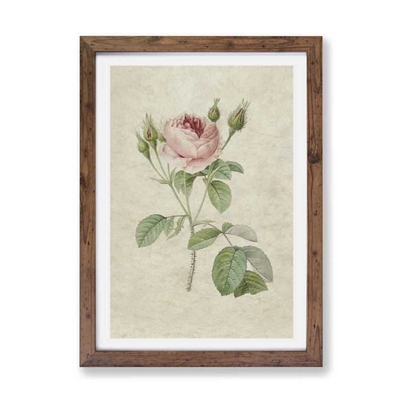 A Pink Rose by Pierre-Joseph Redoute - Framed Print, 24cm H x 33cm W x 2cm D, Walnut