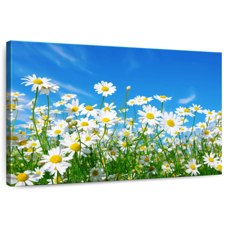 Harnek pré de marguerites blanches, H 8 po x l 12 po