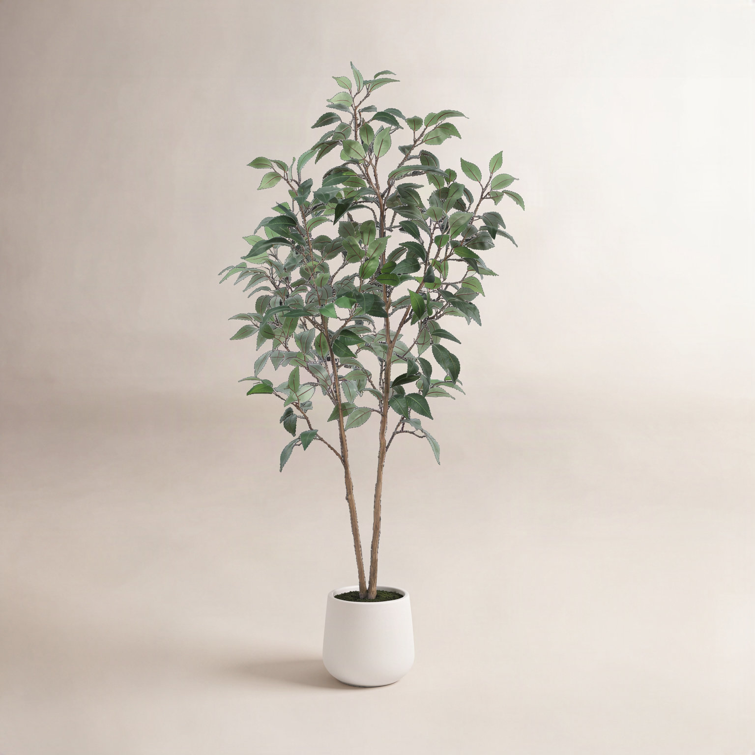 Agostino Ficus Tree in Pot, 60" H x 20" W x 20" D