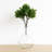 Boxwood Foliage Bush