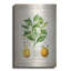 Art mural en métal luxueux «Citrus Limonum Risso» par Jean Plout, 16 po x 24 po-110882400