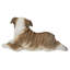 Chiot bouledogue couché
