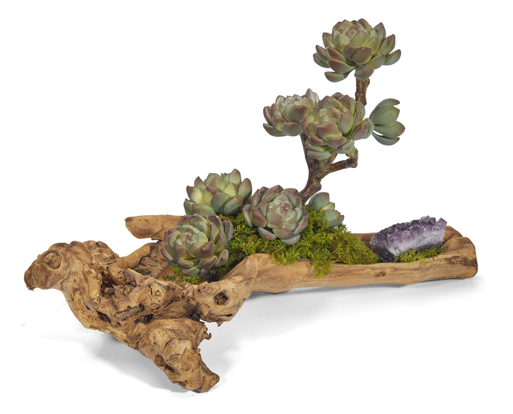 T&C Floral Company Succulent Plant in Planter & Reviews | Perigold
