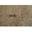 Tapis traditionnel discret 8 x 11