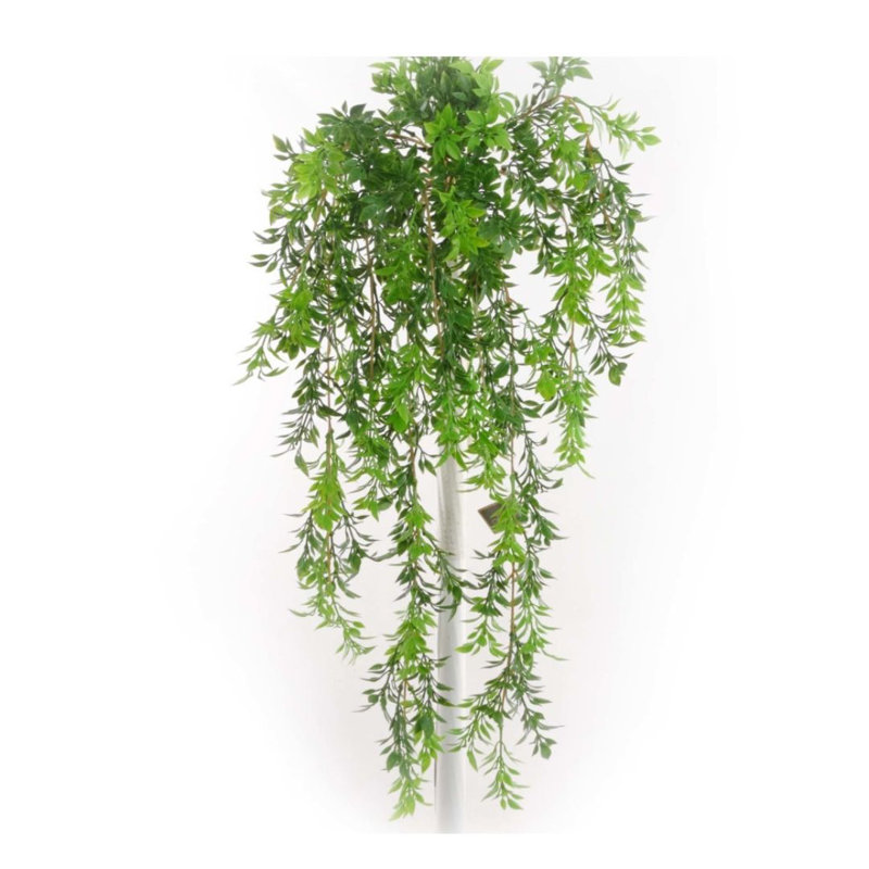 Ensemble de 12 plantes 12 pièces