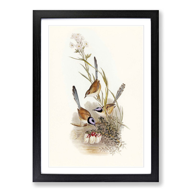 Crowned Wrens by Elizabeth Gould - Picture Frame Painting Print, 36cm H x 27cm W x 2cm D, Black Framed