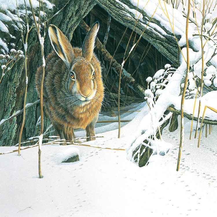 «Rabbit», reproduction d'impression sur toile, H 12 po x l 12 po x P 1,5 po, Pas de tapis, Toile tendue
