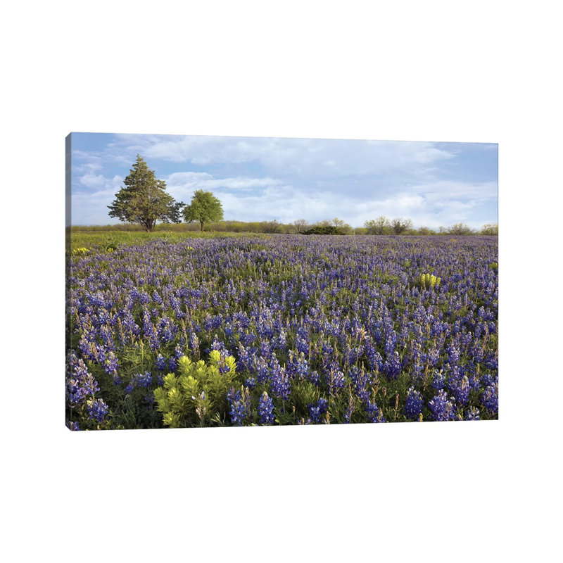 Bluebonnet And Lemon Paintbrush Meadow Near Albany, Texas by Tim Fitzharris - Wrapped Canvas Print