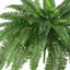 Ensemble de 2 plantes fougères Boston-25768688