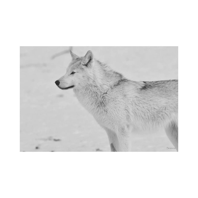 White Wolf by Gordon Semmens - Wrapped Canvas Print, 66.04 cm H x 45.72 cm W x 1.91 cm D