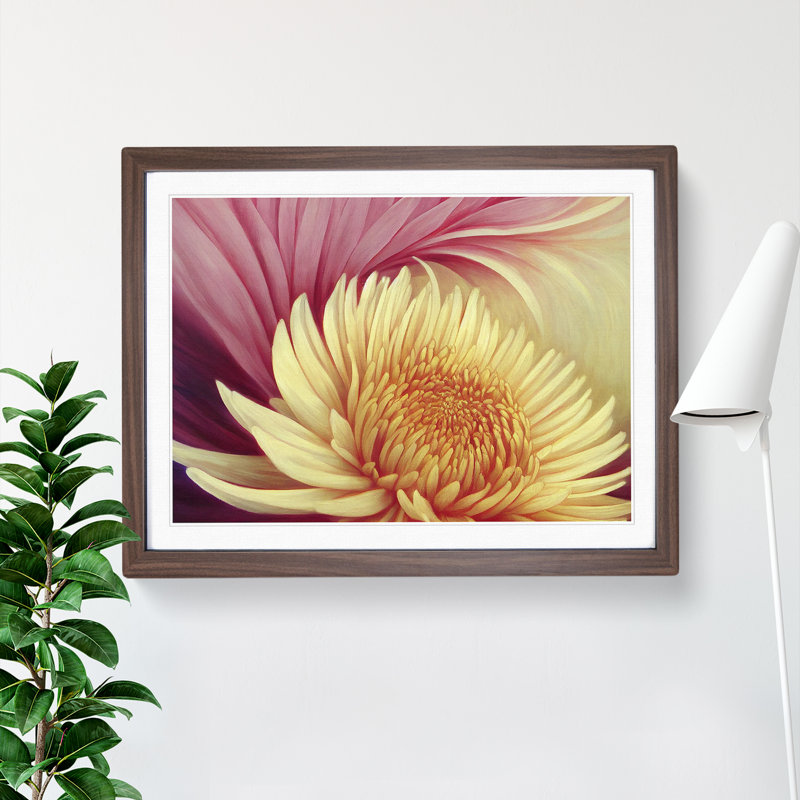 Extravagant Chrysanthemum Flower - Single Picture Frame Print, 46cm H x 64cm W x 2cm D, Walnut Framed