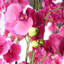 Real Touch Artificial Orchids Plastic, Silk Artificial Arrangement in Planter-88685007-107236911
