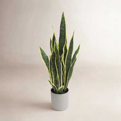 36" Snake Plant in Pot