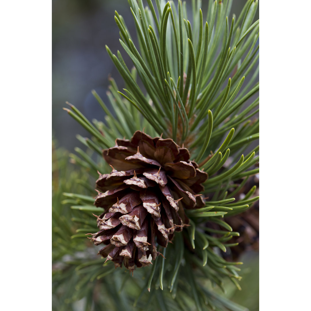 Ponderosa Pine Cone Vertical (pinus Ponderosa) von Gmcoop - Kunstdrucke ohne Rahmen auf Leinwand