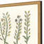 Botanical Plants II Set by Giclee Studio