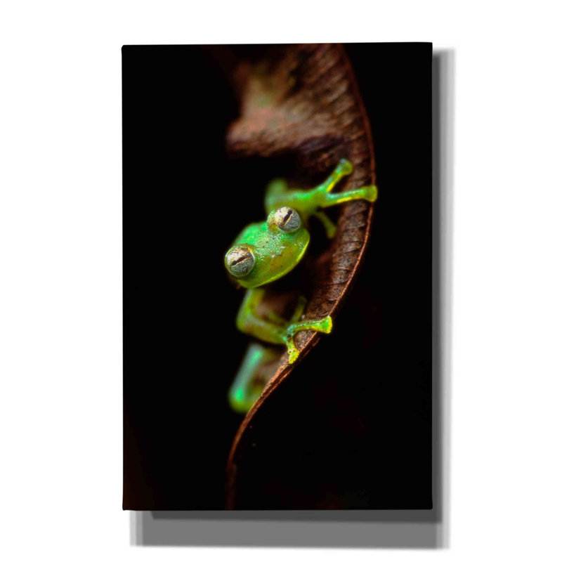«Frog Portrait» par Thomas Haney, estampe numérique sur toile, H 18 po x l 12 po x P 0,75 po