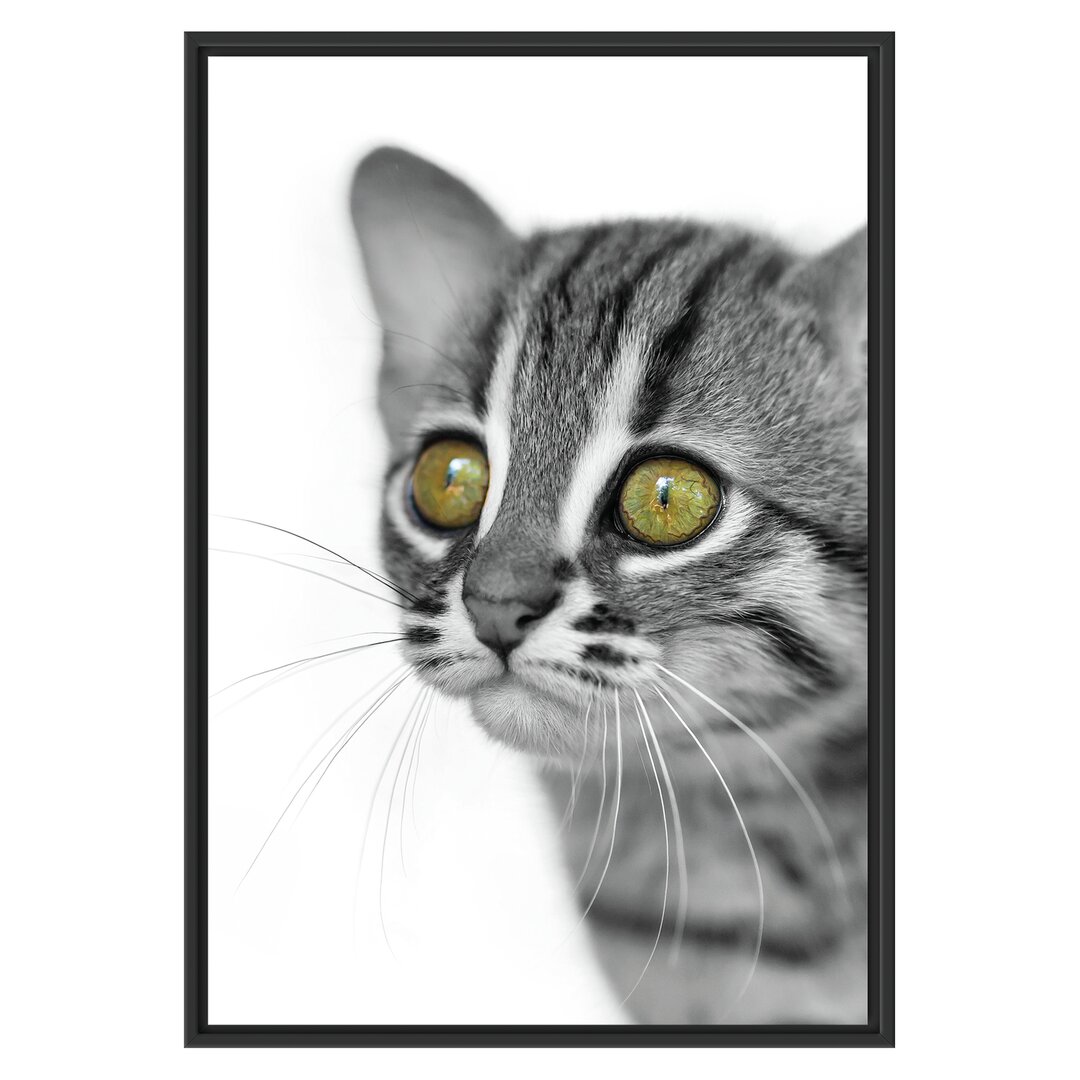 Junge Tabby-Katze Gerahmter Kunstdruck