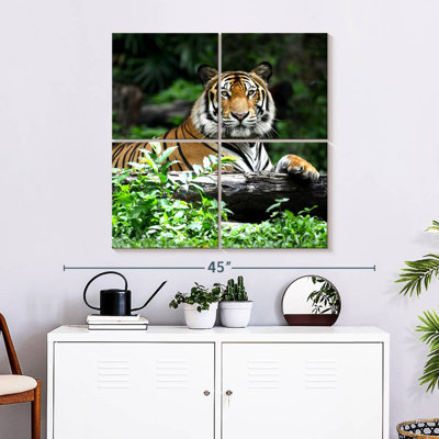Tigre du Bengale au repos