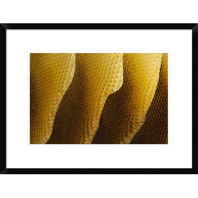 " Honey Bee Honeycombs "