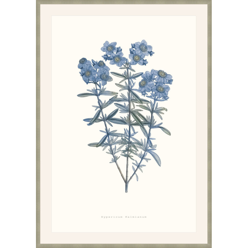 Bouquet Blue 3 Framed Print, 23.75" H x 17.75" W