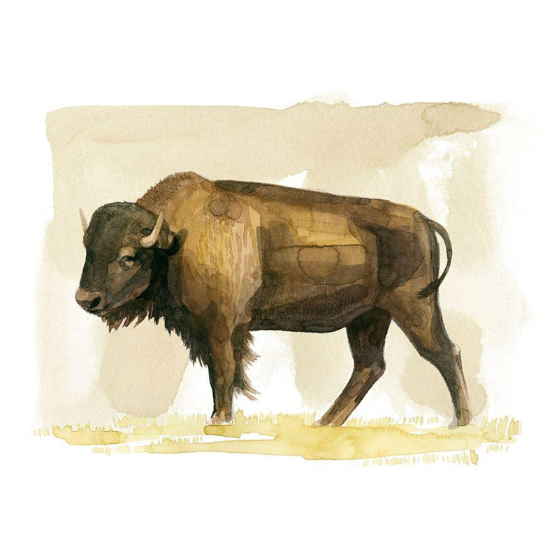 Art sur toile tendue Foundry Select Popp, Grace Gallery, Bison Watercolor S Croquis II, H 28 po x l 34 po