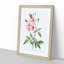 Pink Blush China Rose by Pierre-Joseph Redoute - Picture Frame Painting Print-55583707-55583704