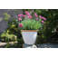 Sundhya Pot Planter-1759075832-1759075834