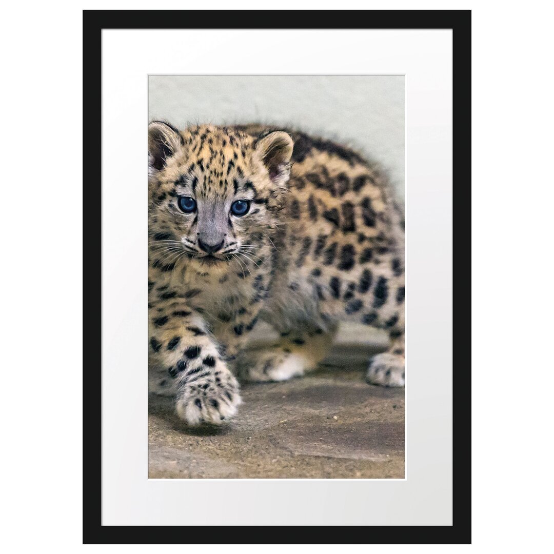 Gerahmter Fotodruck Proud Leopard Cub