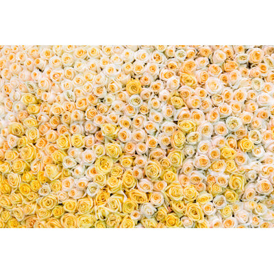 " White And Yellow Roses "