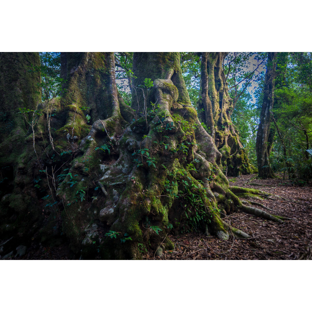 Regenwald im Lamington National Park von Matejay - Kunstdrucke auf Leinwand ohne Rahmen