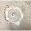 6" x 6" SeaStone Cut Shell Scroll Fossil Bevel Edge Medallion Tile in Buff