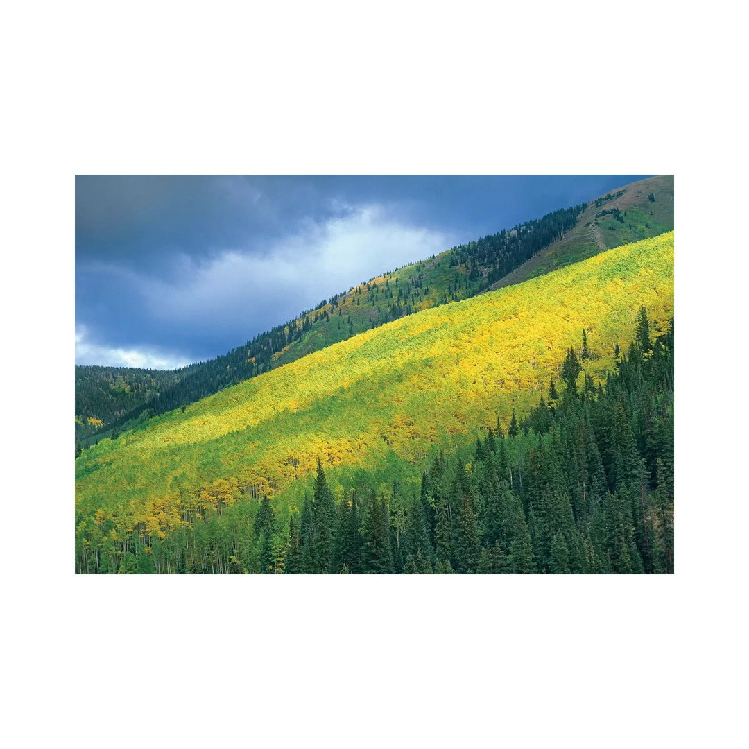 Quaking Aspen Forest, Maroon Bells, Snowmass Wilderness, Colorado von Tim Fitzharris - Gallery-Wrapped Canvas Giclée on ...