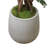 Boxwood Tree in Fiberstone Pot