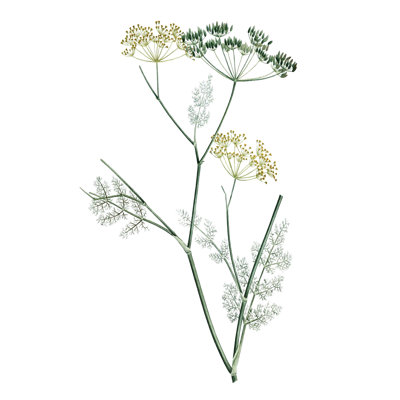 «Soft Green Botanical IV» par Vision Studio - impression sur toile tendue