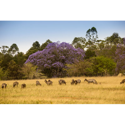 " Herd Of Waterbucks Standing " by Kamadie